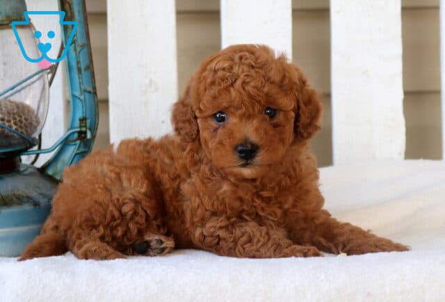 Maxie Mini Goldendoodle2 image