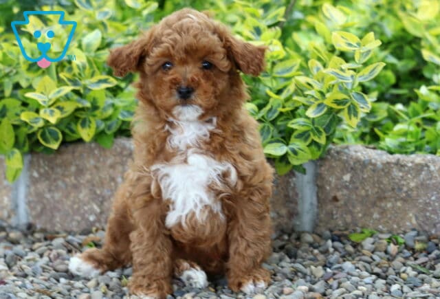 Maxy Mini Poodle image