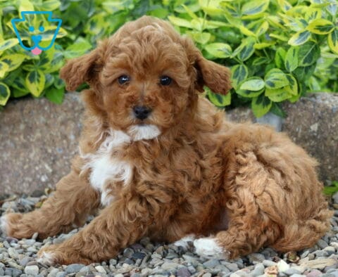 Maxy Mini Poodle2