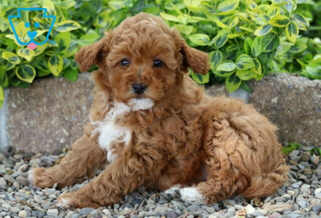 Maxy Mini Poodle2 image
