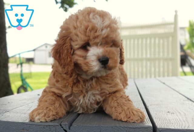 May Cockapoo image