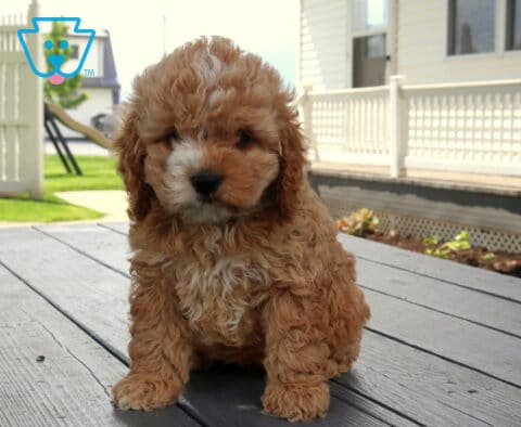 May Cockapoo2