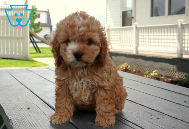 May Cockapoo2 image