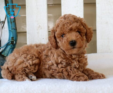 May Mini Goldendoodle