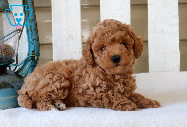 May Mini Goldendoodle image