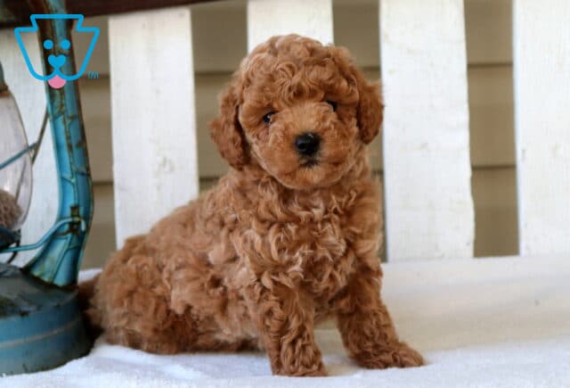 May Mini Goldendoodle2 image
