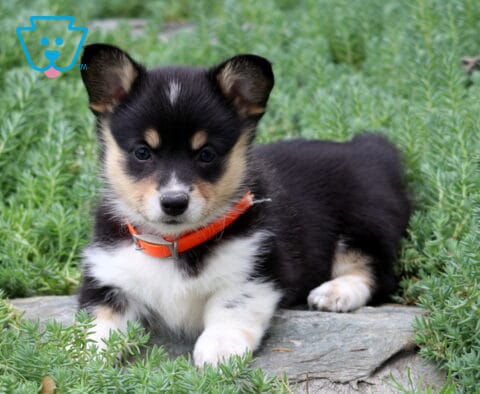 Mckenzie Corgi