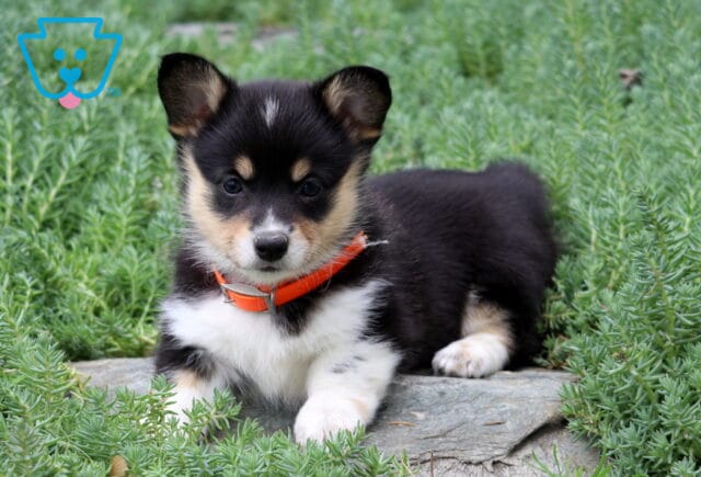 Mckenzie Corgi image
