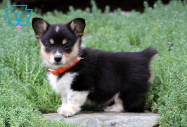 Mckenzie Corgi2 image