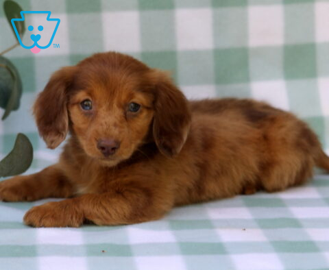Mckenzie Mini Dachshund