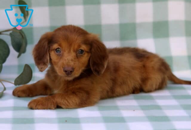 Mckenzie Mini Dachshund image