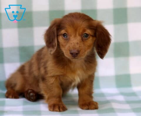 Long-haired Mini Dachshund puppy with a beautiful red dapple coat sitting on a pastel plaid blanket beside eucalyptus leaves