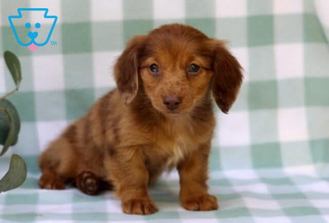 Mckenzie Mini Dachshund2 image