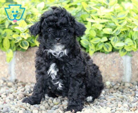 Meadow Mini Poodle