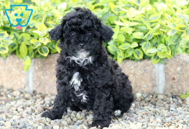 Meadow Mini Poodle image