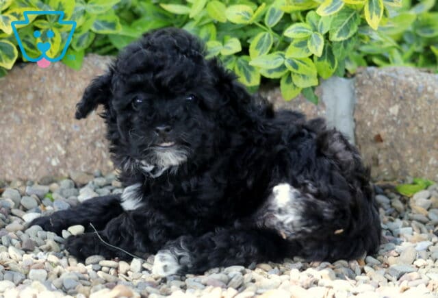 Meadow Mini Poodle2 image