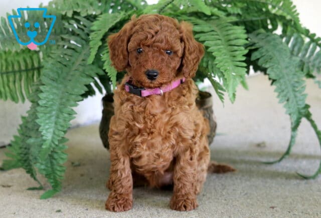 Melinda Toy Poodle image