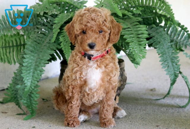 Melissa Toy Poodle image