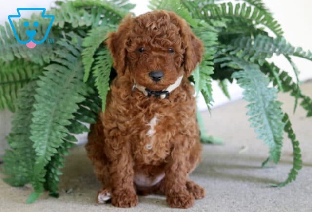 Melvin Toy Poodle image