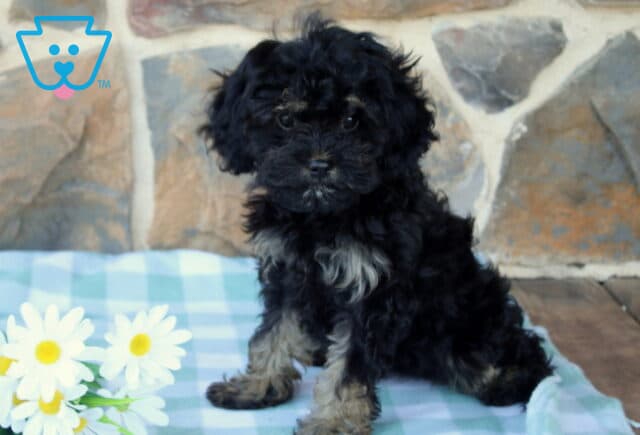 Mia Cavapoo image