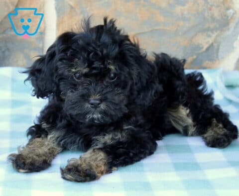 Mia Cavapoo2