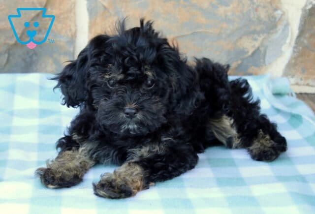 Mia Cavapoo2 image
