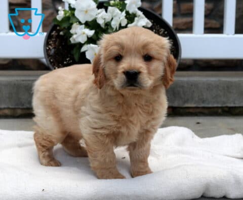 Mighty Mini Golden