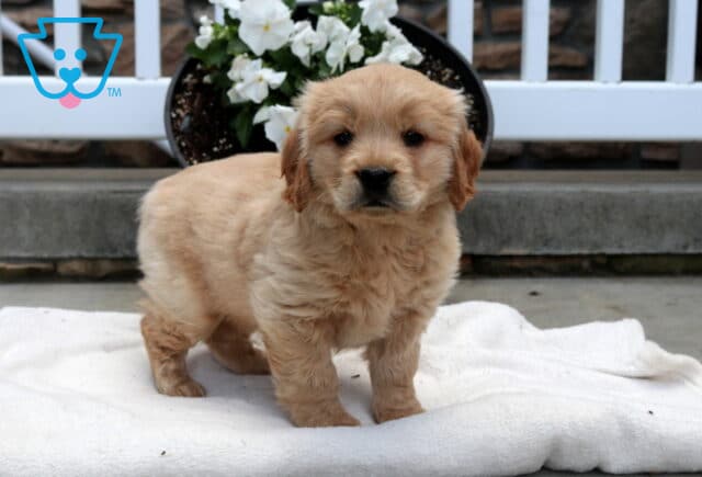 Mighty Mini Golden image