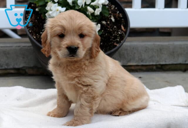 Mighty Mini Golden2 image