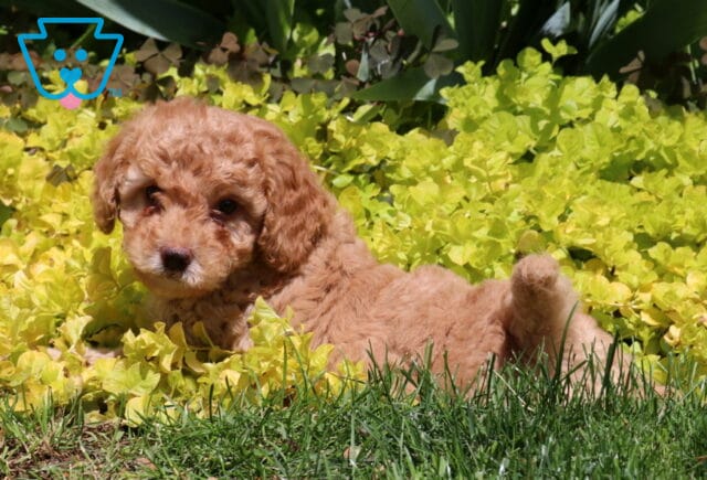 Mighty Mini Poodle image