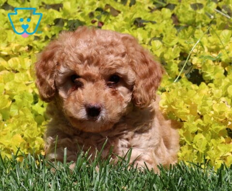 Mighty Mini Poodle2