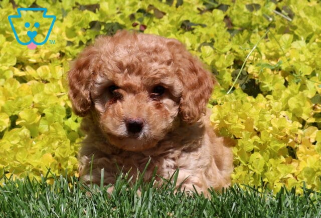 Mighty Mini Poodle2 image