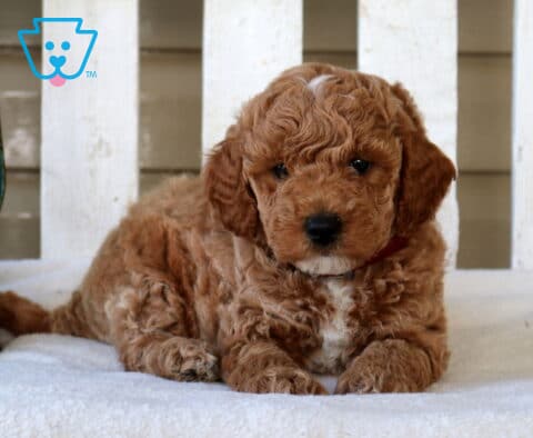 Miles Mini Goldendoodle