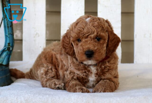 Miles Mini Goldendoodle image