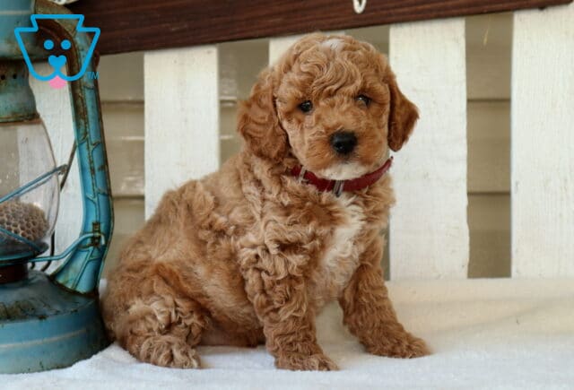 Miles Mini Goldendoodle2 image