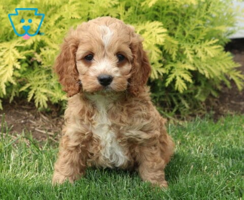 Milly Cockapoo
