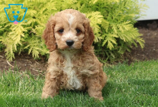 Milly Cockapoo image