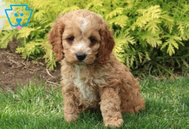 Milly Cockapoo2 image
