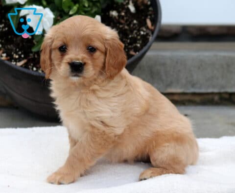 Milly Mini Golden