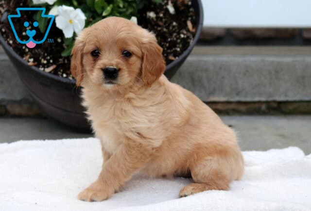 Milly Mini Golden image