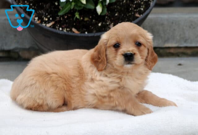 Milly Mini Golden2 image