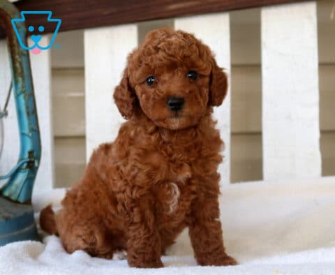 Milly Mini Goldendoodle
