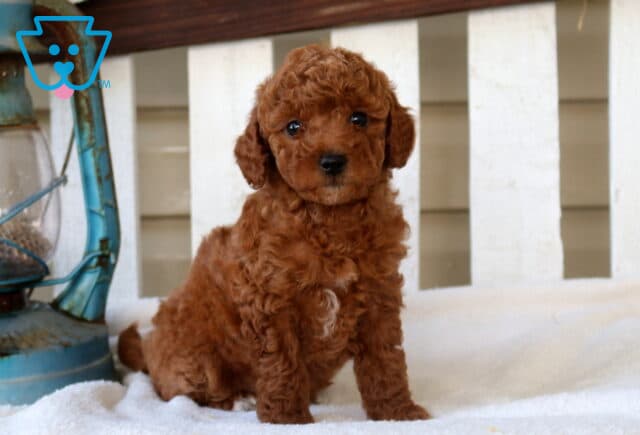 Milly Mini Goldendoodle image