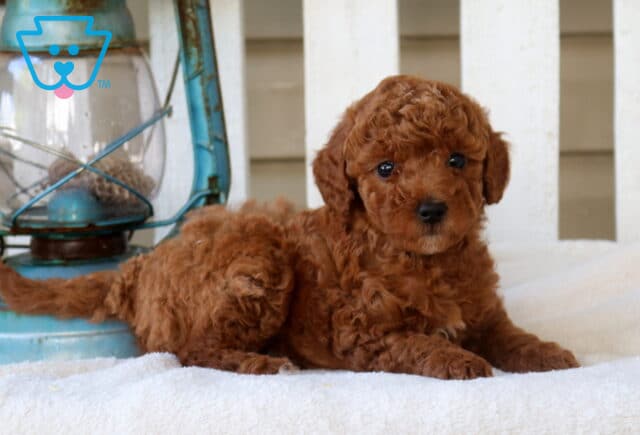 Milly Mini Goldendoodle2 image