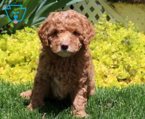 Milo Mini Poodle