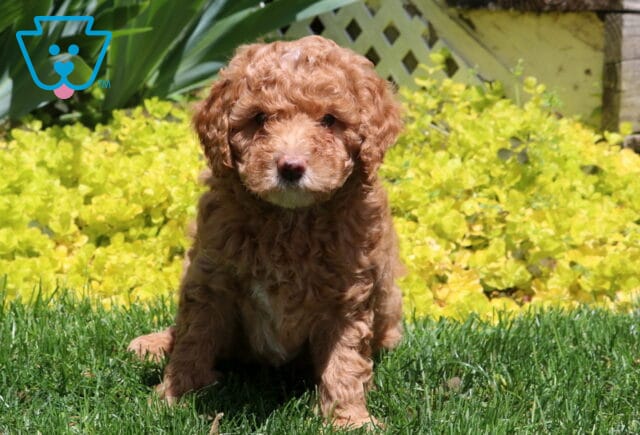 Milo Mini Poodle image
