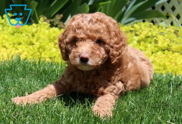 Milo Mini Poodle2 image