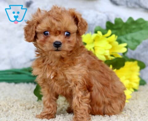 Tiny red Cavapoo puppy with curly coat sitting beside bright yellow flowers on a soft cream backdrop