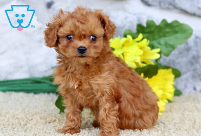 Tiny red Cavapoo puppy with curly coat sitting beside bright yellow flowers on a soft cream backdrop image