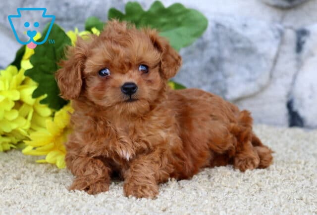 Fluffy ruby Cavapoo puppy relaxing on a cream rug with cheerful yellow flowers in the background image